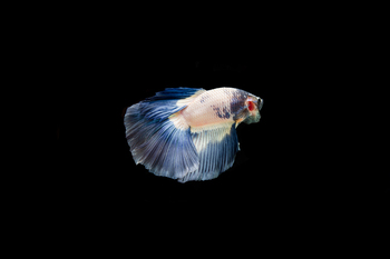 betta fish average pricing