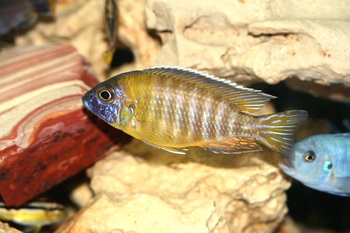 breeding temperatures cichlids