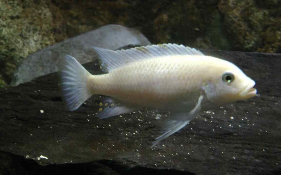 cichlid aquarium setup