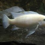 cichlid aquarium setup