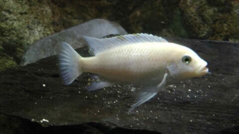 View of Cichlid Aquarium Setup: A Guide for a Healthy, Thriving Tank