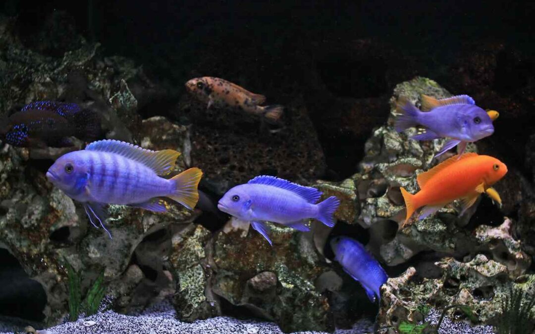 Cichlid Fish Water Temperature: The Complete Guide for a Healthy Tank