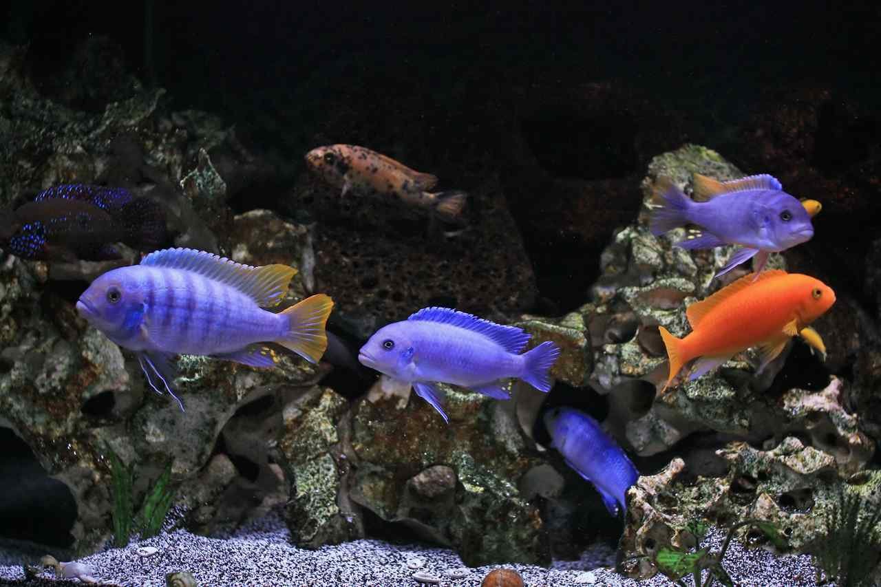 Cichlid Fish Water Temperature: A Complete Guide