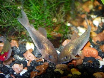 corydora fishes aging