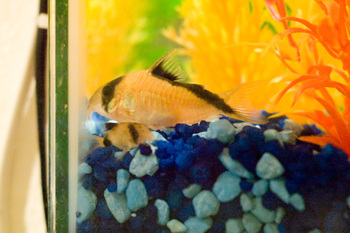 factors influence corydora lifespan