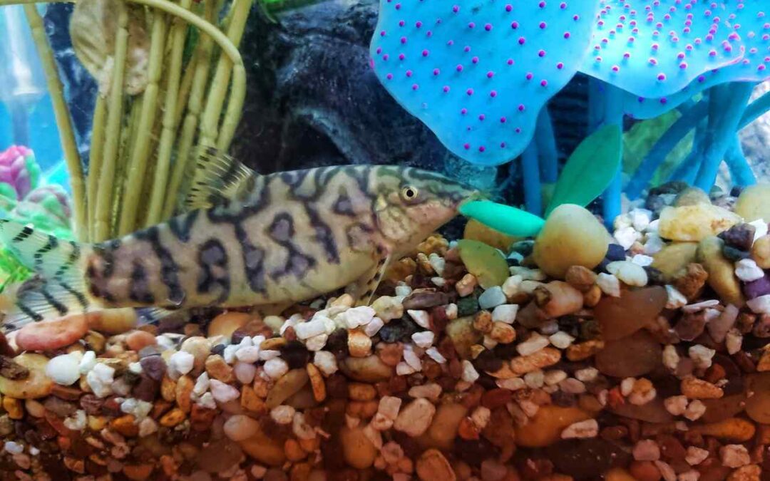 How Long Do Corydoras Live? A Complete Guide to Their Lifespan and Care