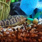 how long do corydoras live