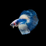 how much does a betta cost