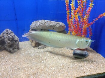 ideal tank dimensions arowanas