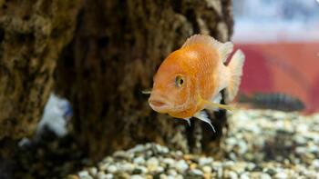 key factors cichlid life expectancy
