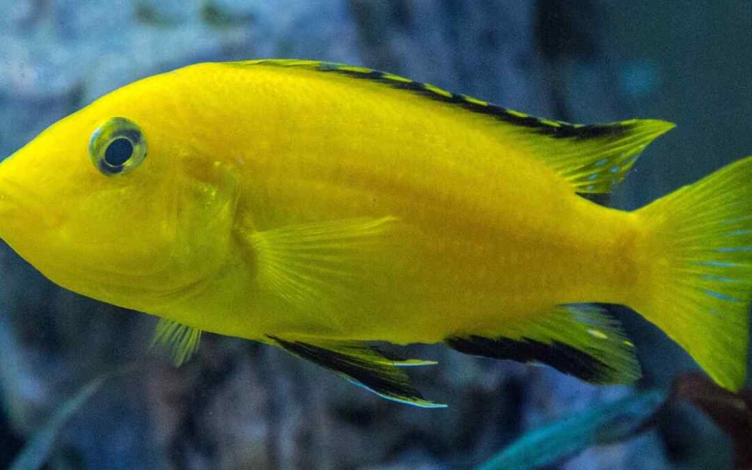 Lifespan of a Cichlid: Everything You Need to Know