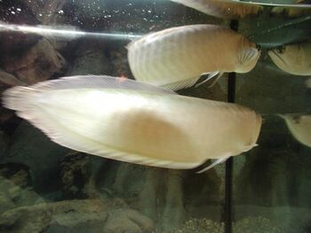 long term care arowana fish