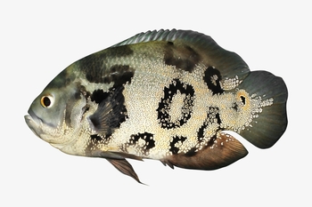 maintaining proper temperatures oscar