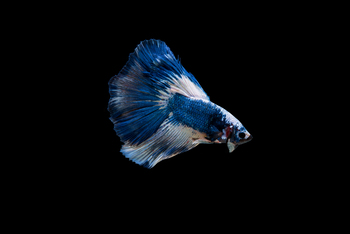 ongoing costs bettas