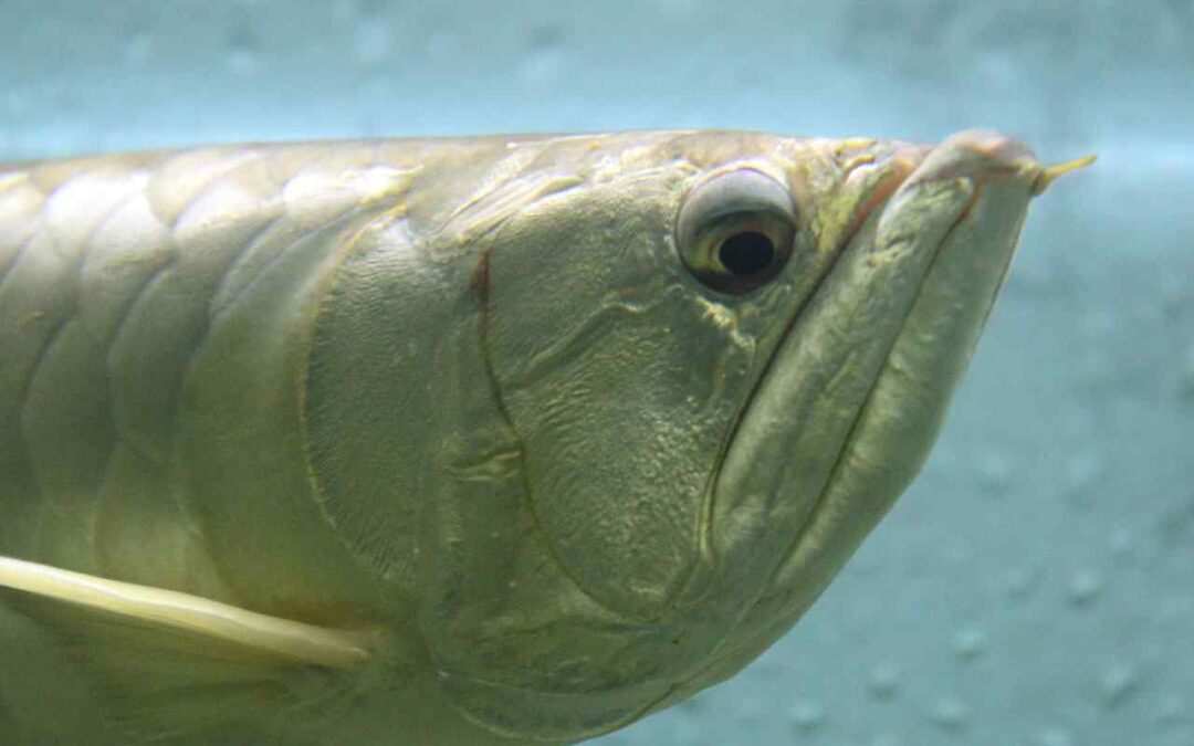 tank size for arowana