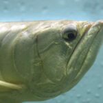 tank size for arowana