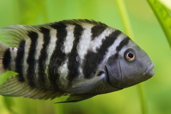 aquarists popular cichlid fishes
