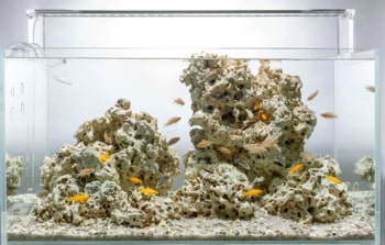 arranging ornament decors cichlid fishes