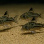 best food for corydoras