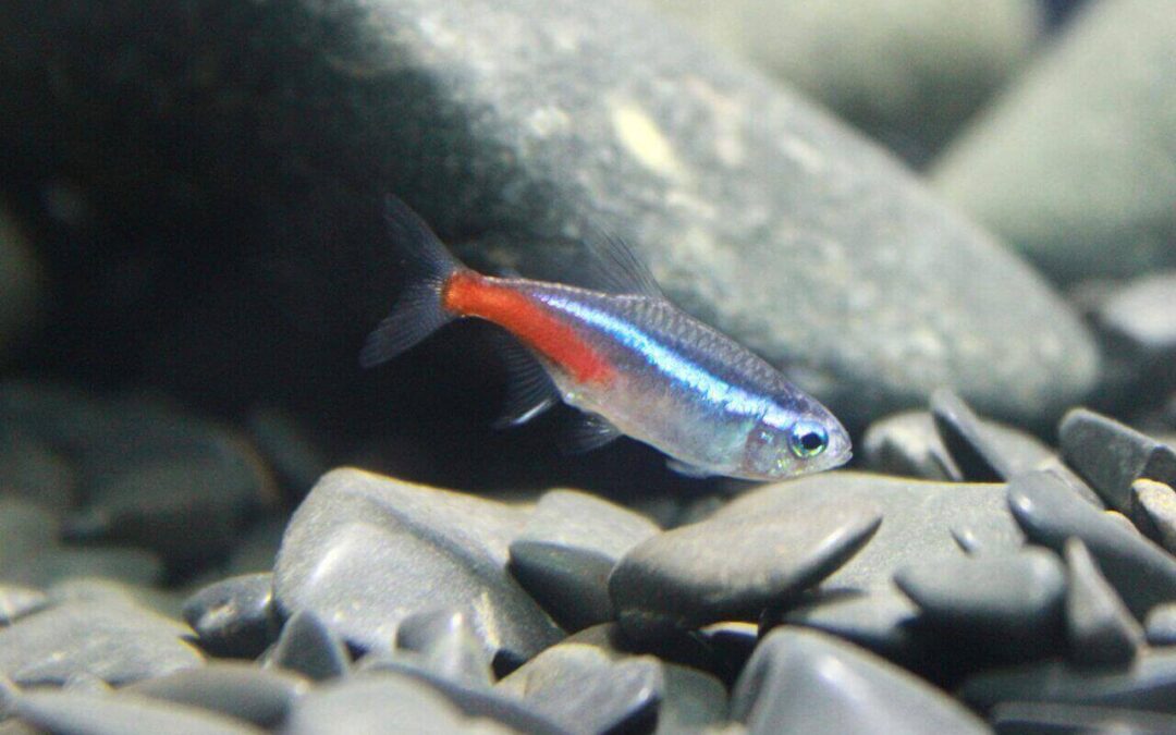 caring for tetra fish