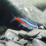 caring for tetra fish
