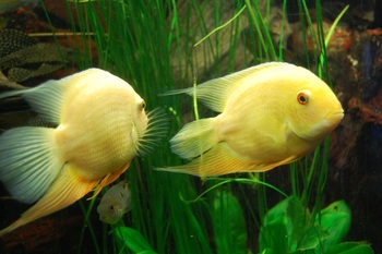 dietary guides cichlid