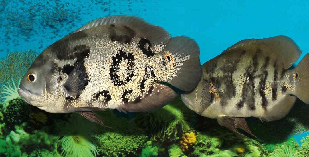 do oscar fish have teeth