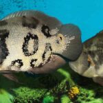 do oscar fish have teeth