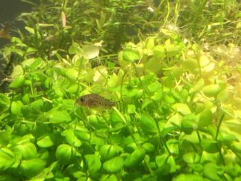 feeding corydora aquarium fish