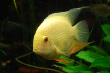 feeding tips cichlids