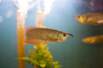 habitat differences aquatic fish species