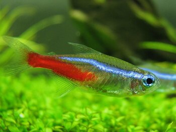 maintenance care tetras