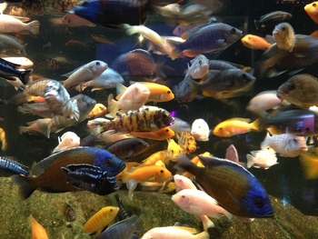 ornament aquarium cichlids ideas