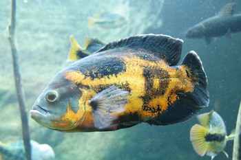 oscar fishes needing teeth