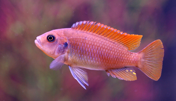 right tank mates cichlid fishes