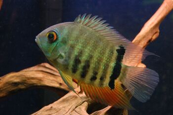 severum large fishes with oscars