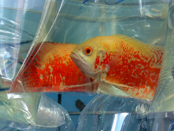 signs not working tank mate oscar