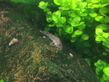 staple foods corydora fishes