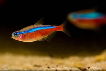 tetra fishes needs