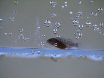 understanding cichlid compatibility