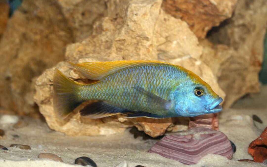 what do cichlid fish eat