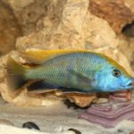 what do cichlid fish eat