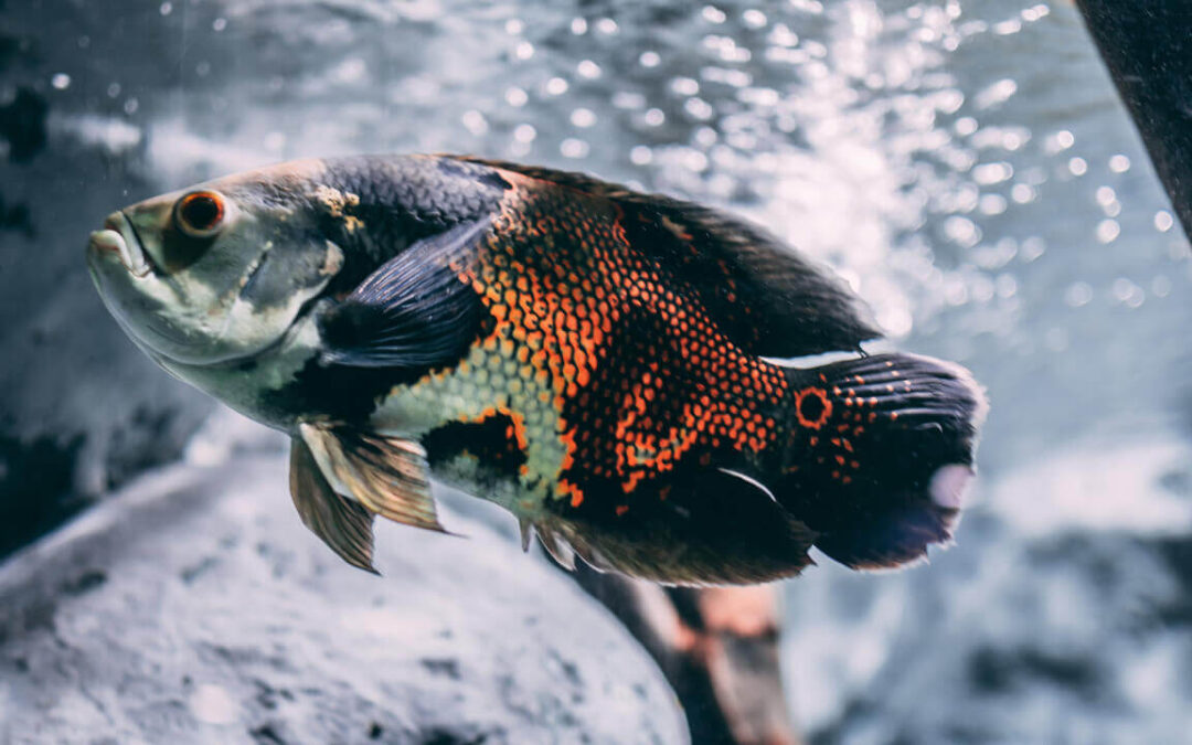 what fish can live with oscar fish