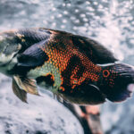 what fish can live with oscar fish