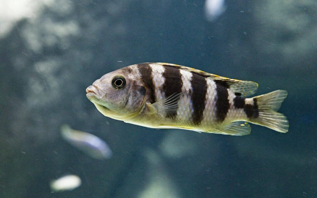 what is a cichlid