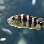 what is a cichlid
