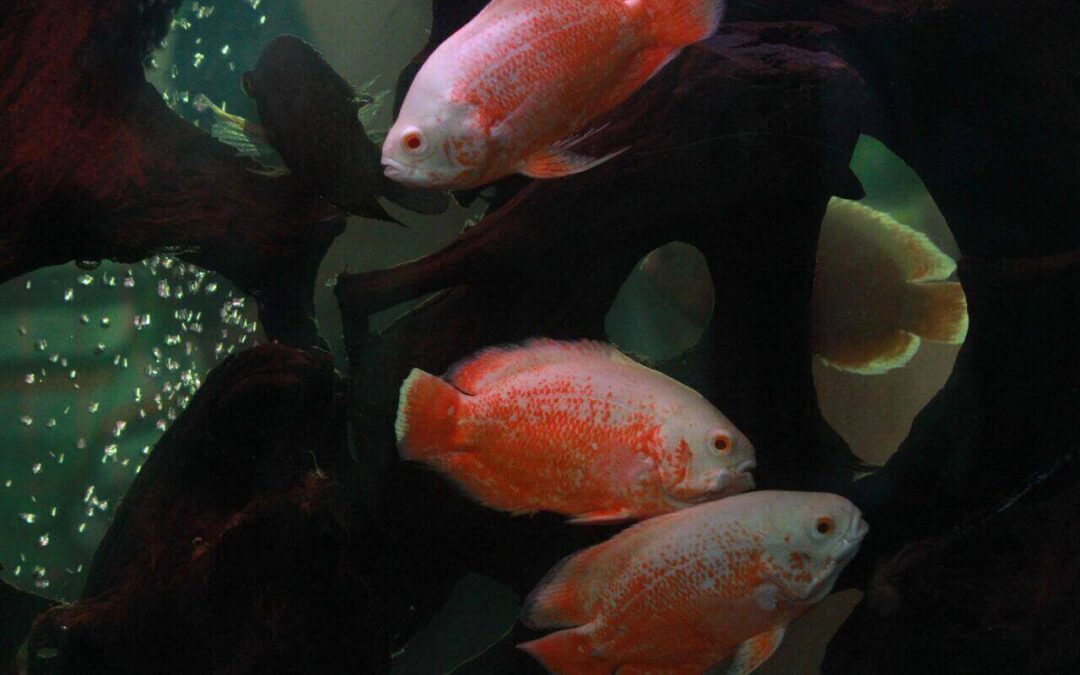 aquarium for oscar fish