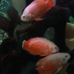 aquarium for oscar fish