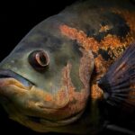 are oscar fish aggressive