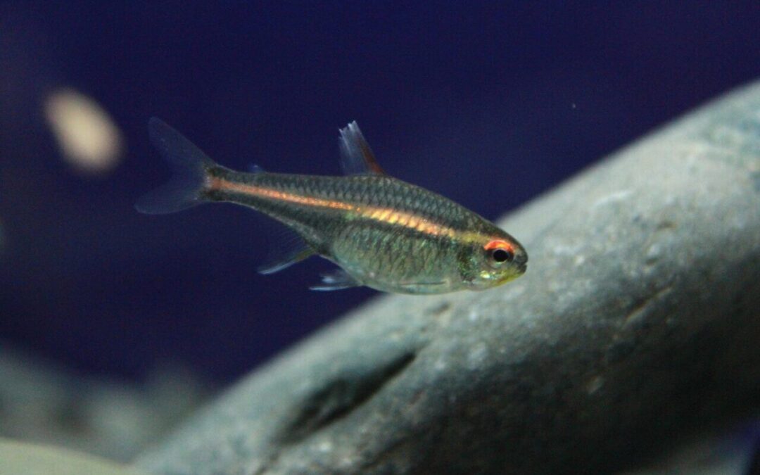 Can Tetras Live With Betta Fish? Compatibility, Best Choices, and Tank Tips